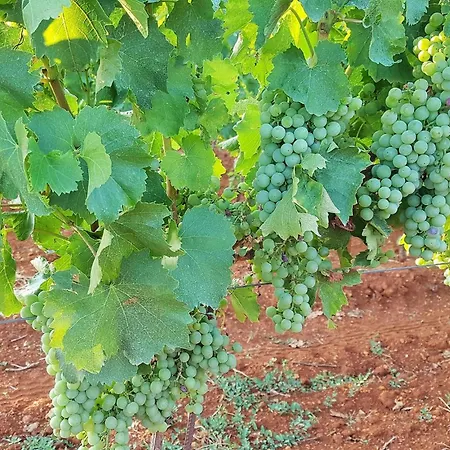 Ginocchetti Kaštelir