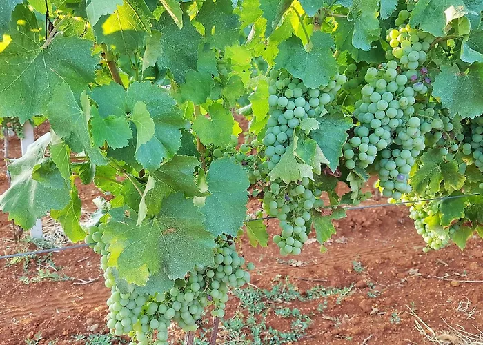 Ginocchetti Kaštelir